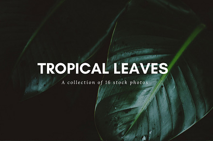 Tropical Leaves Bundle
