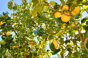 Lemon Tree, a Nature Photo by Wild Wanderer Photography (Thumbnail 2 of 2)