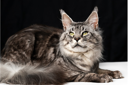 Mackerel tabby American Longhair, an Animal Photo by Alexander-Piragis