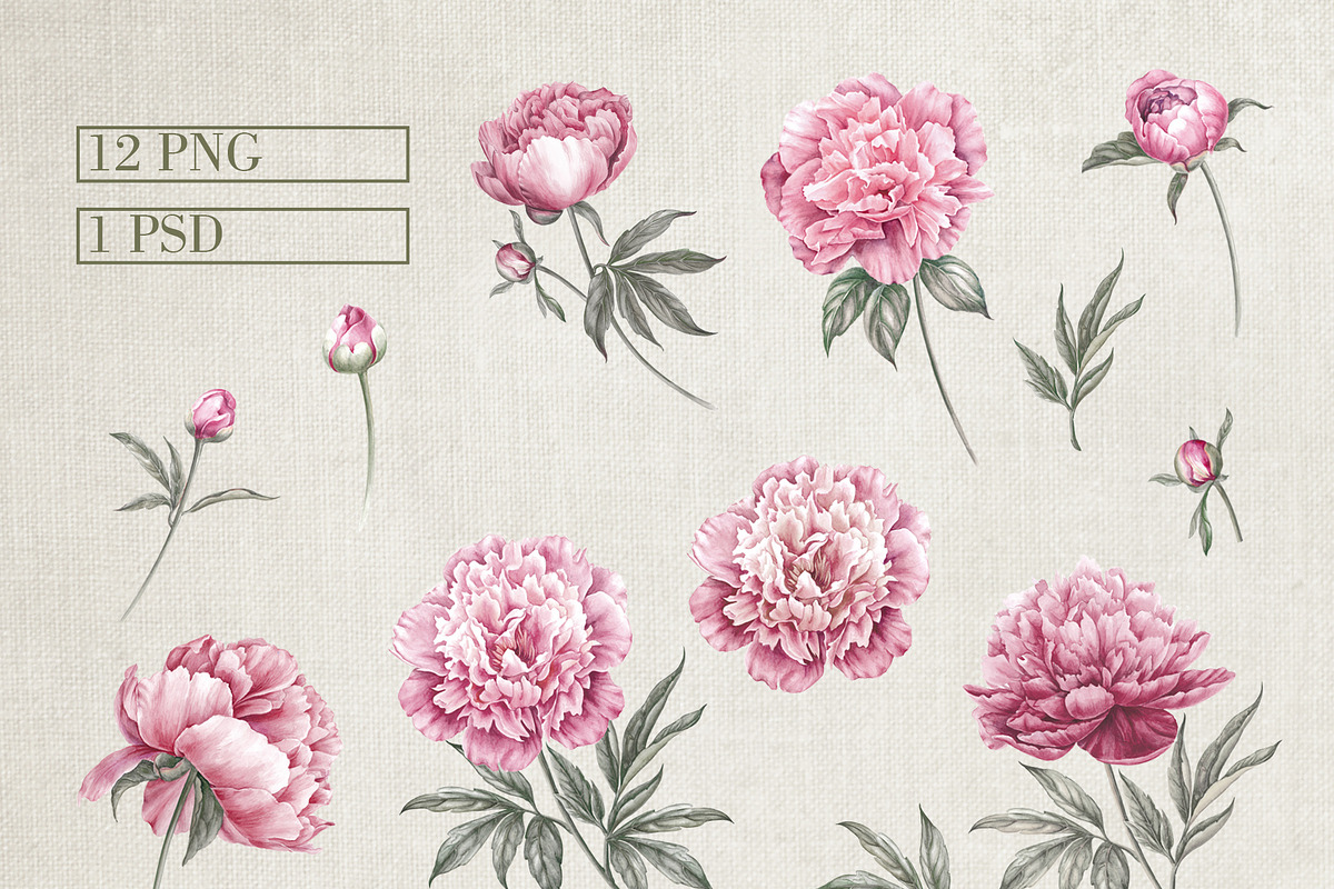 12 Watercolor Peonies PNG, a Decorative Illustration by Kotkoa (Photo 2 of 11)