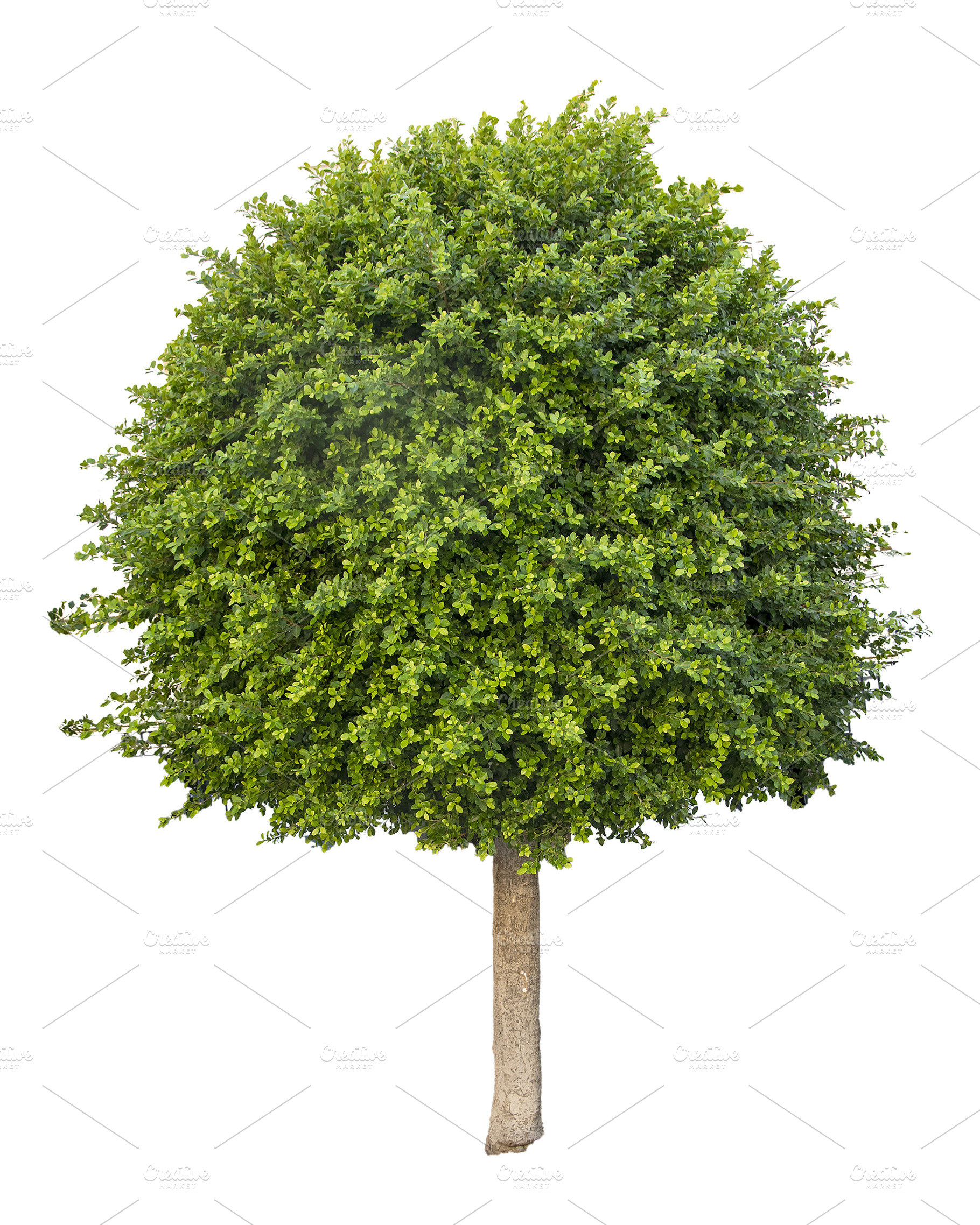 Isolated front view graphic of manicured round tree, a Nature Photo by DanFLCreativo