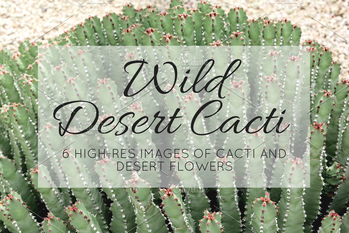 Wild Desert Cacti Bundle, a Nature Photo by HG Photography (Photo 1 of 7)