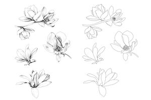 Hand Sketched Magnolia