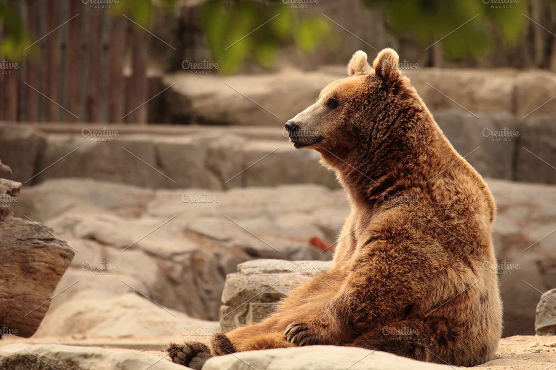 Bear, a Photo by De todo un poco