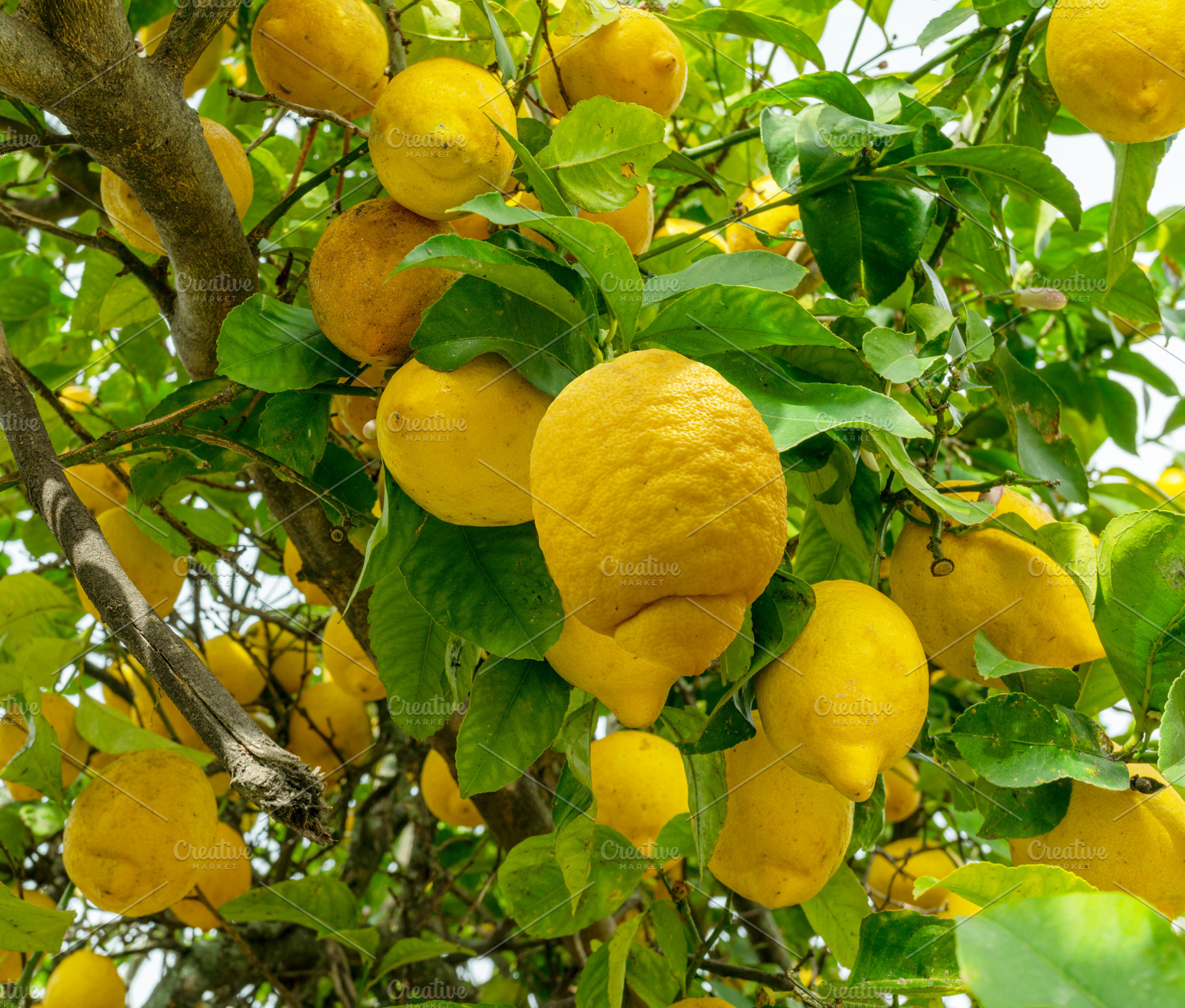 Plenty of ripe lemon fruits on lemon tree and blue sky at the ba, a Food & Drink Photo by Volff