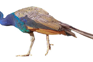Side view full body peacock isolated photo, an Animal Photo by DanFLCreativo