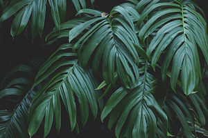 Monstera Leaves Closeup Stock Photo