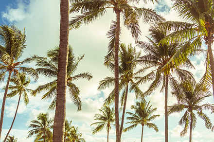 branches of coconut palms, a Nature Photo by Maria Kray