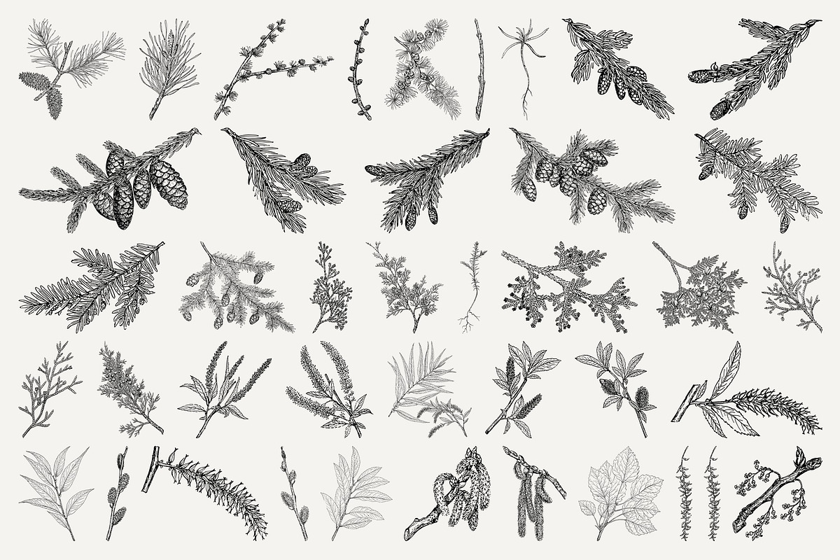Vintage Leaf & Branch Illustrations, a Decorative Illustration by Century Library (Photo 4 of 9)