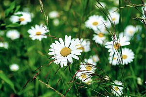 Wild camomile flowers, a Nature Photo by Nature and travel