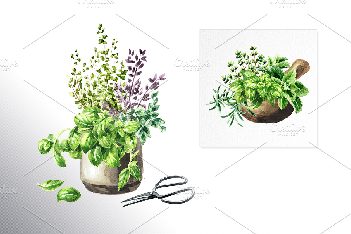 Kitchen Herbs. Watercolor collection, a Healthcare Illustration by Daria Ustiugova (Photo 7 of 9)