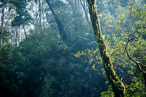 Forest, a Nature Photo by THP Creative