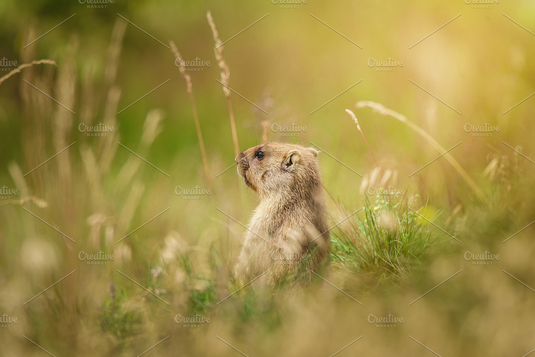 A groundhog in a grassy field under, an Animal Photo by AlexBush