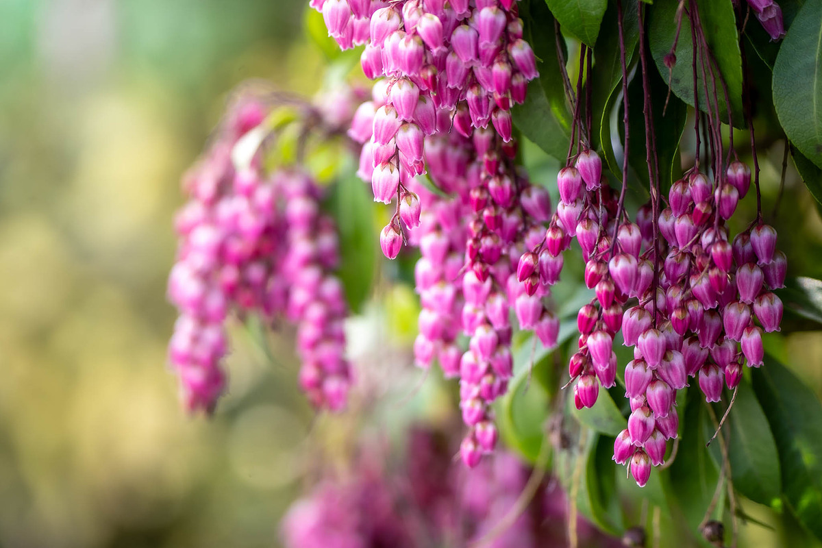 Spring Wildflower Photo Bundle – 5, a Nature Photo by Silent Nature (Photo 6 of 6)