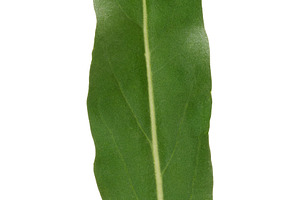 Fresh green arugula leaf with elongated shape and central vein, a Nature Photo by ndanko