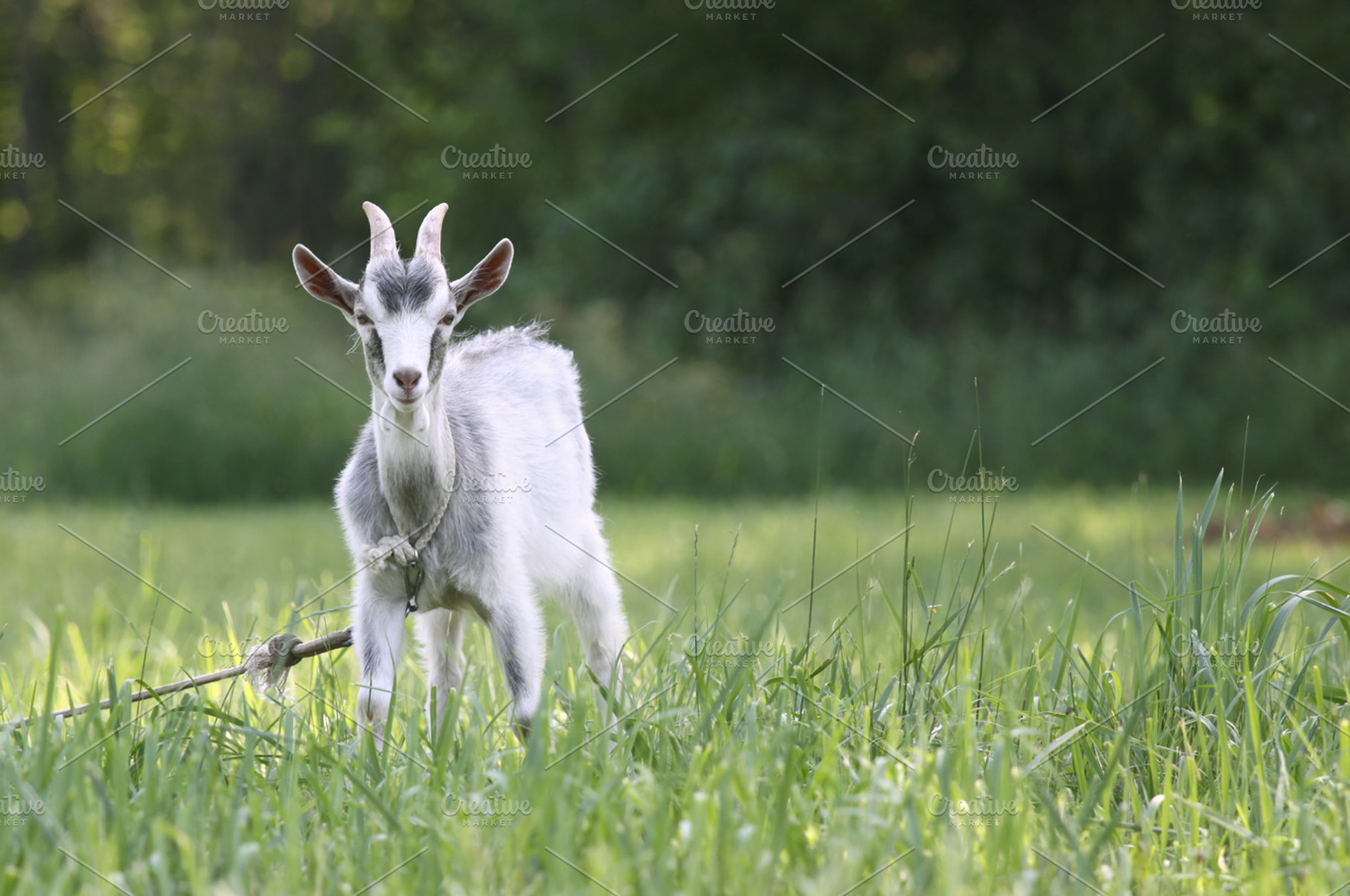 Goat in the field, an Animal Photo by BOOCYS