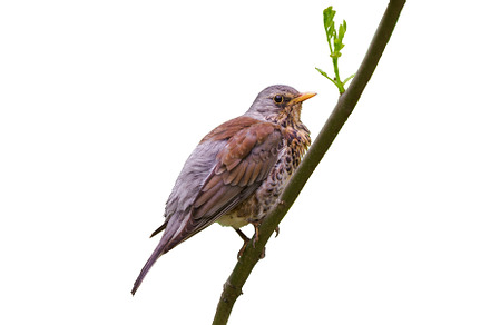 Turdus pilaris or Thrush perched on