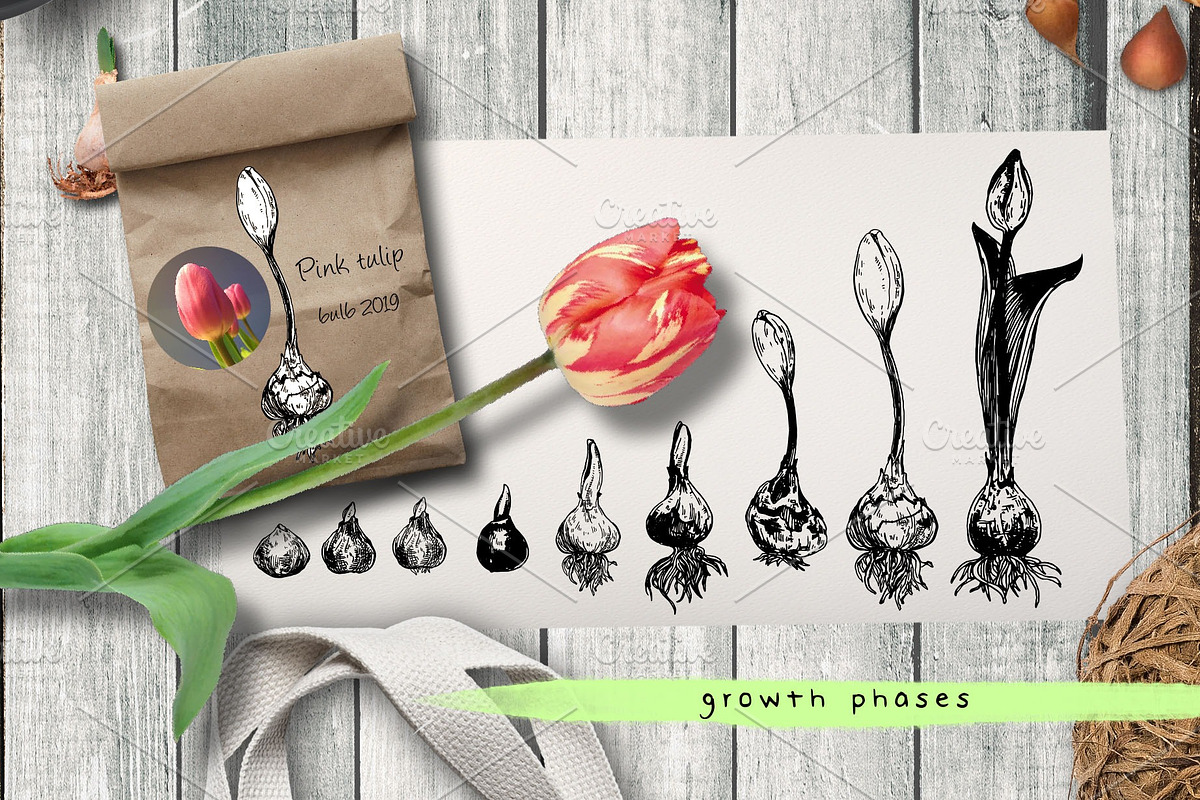 Tulips. Engraving bulb flowers, an Illustration by Alena Kaz (Photo 3 of 5)