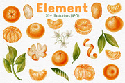Tangerines — Watercolor Illustration, a Food Illustration by Andre_Eva (Thumbnail 2 of 11)