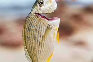Fishing Catch, a Sports & Recreation Photo by THP Creative
