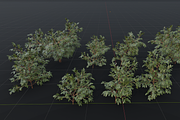 The Elderberry Bush, a Plants & Tree 3D Model by FuturePastCreatives (Thumbnail 9 of 9)