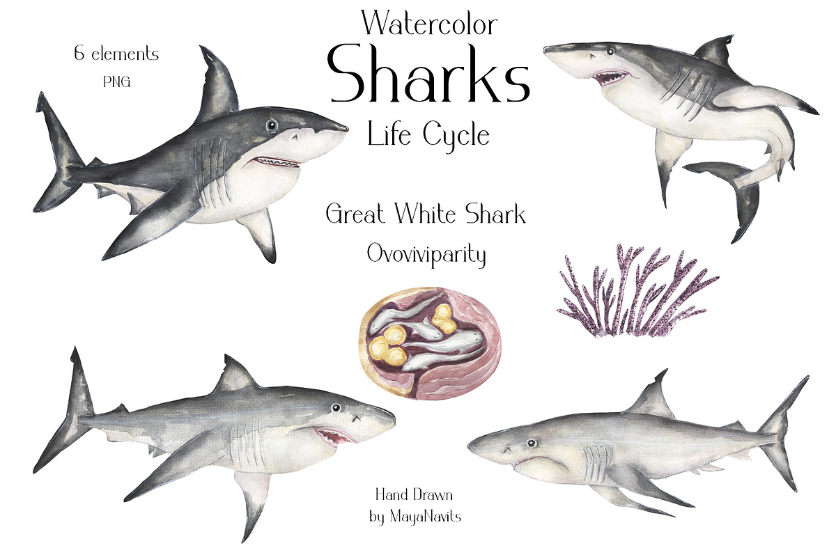 Watercolor Sharks Life Cycle Set, an Education Illustration by MayaNavits (Photo 3 of 9)
