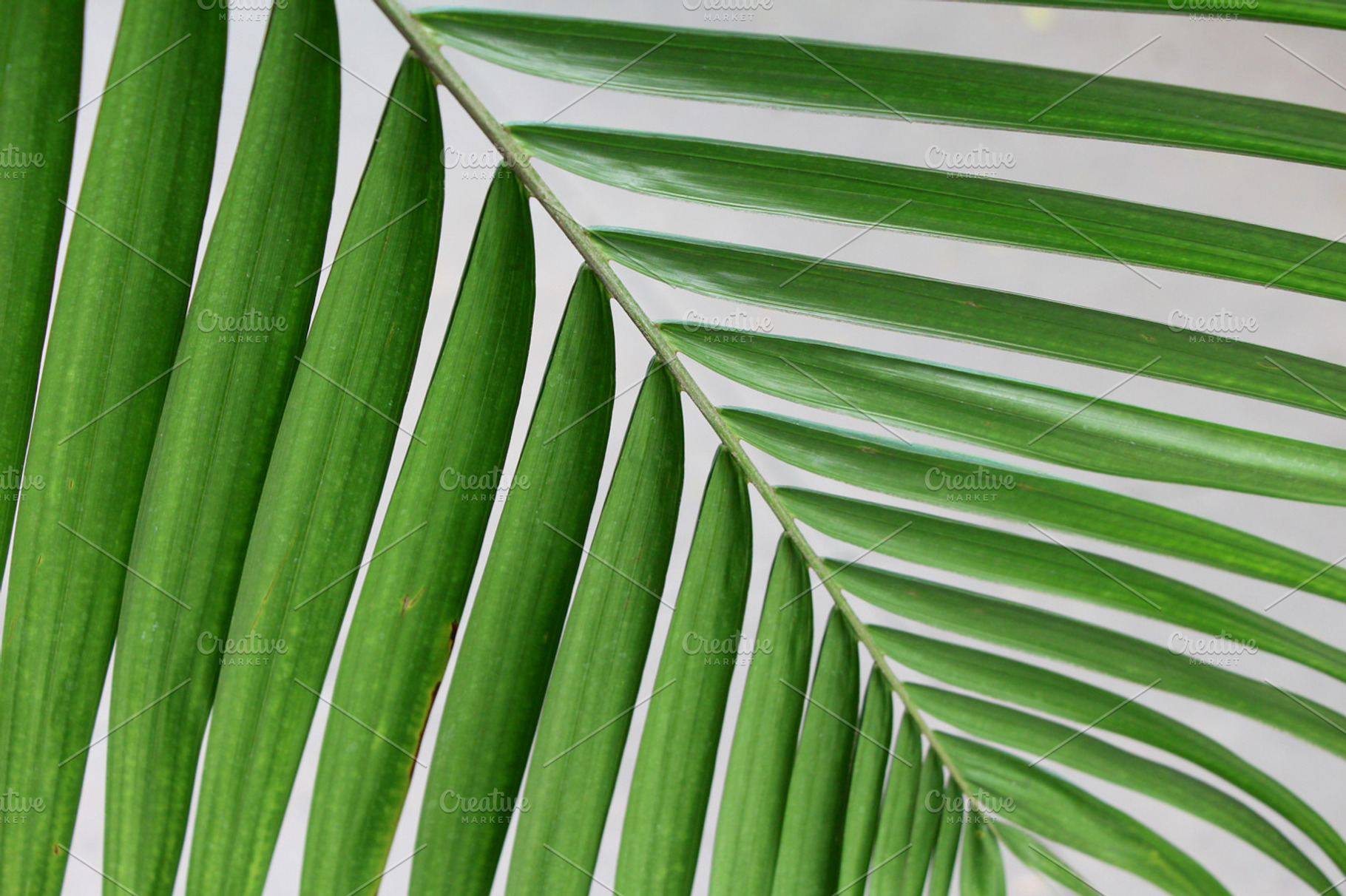Green palm leaf