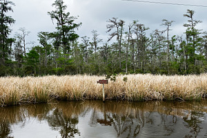 Wetland calm in Vacherie marsh with reeds signpost and reflected trees under gr, a Photo by AS photostudio