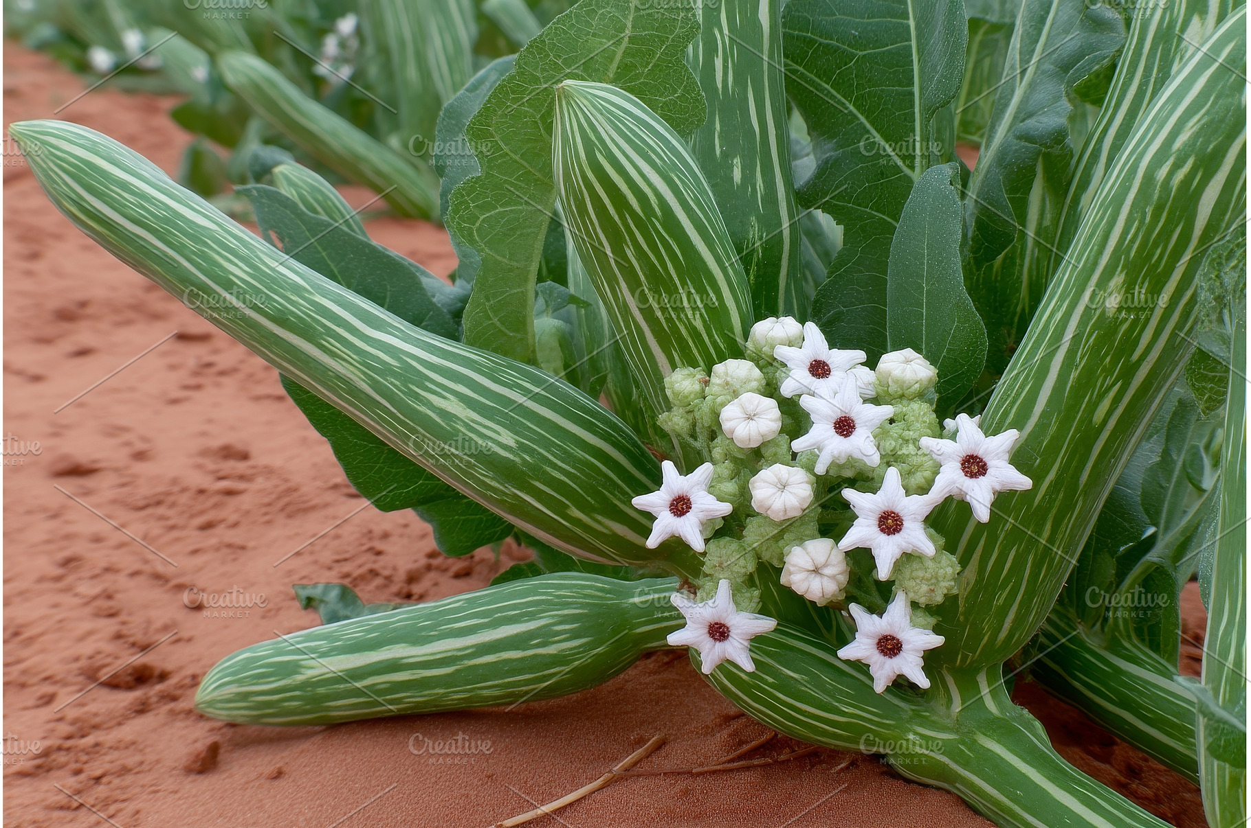 Green leaves and white flowers of, a Nature Photo by ZinetroN