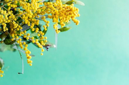 mimosa flowers