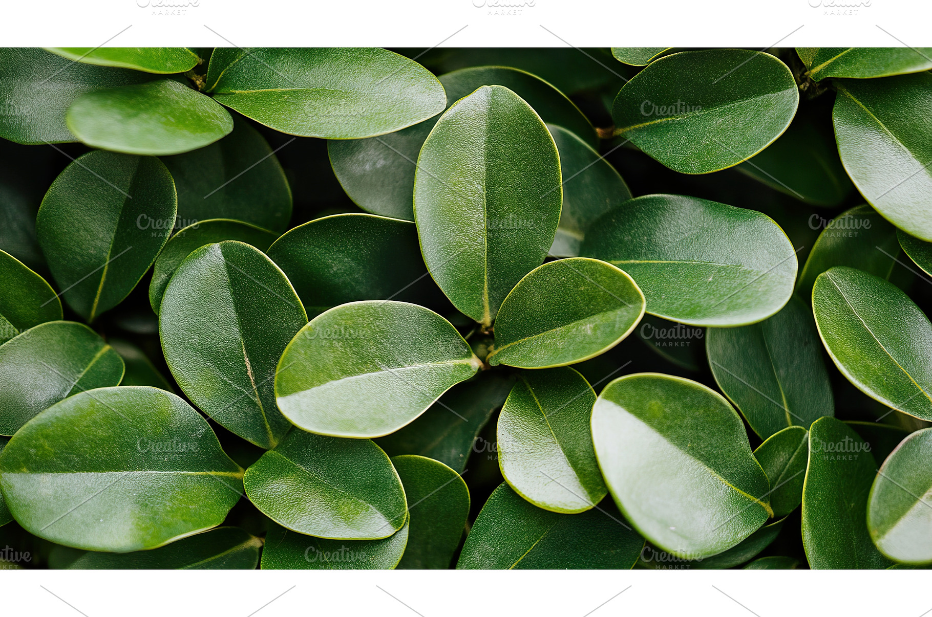 Close up of lush green leaves with, a Nature Photo by Lermont51