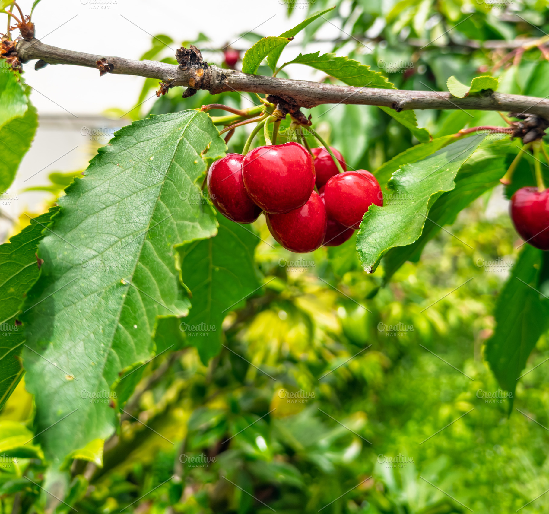 Fresh Red Cherries On Cherry Tree, a Food & Drink Photo by THP Creative