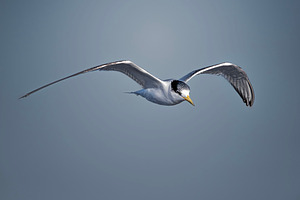 Greater Crested Tern, an Animal Photo by Rob D Animal Photography