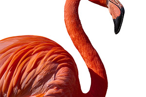 Pink flamingo with a long neck on an isolated background, an Animal Photo by ndanko