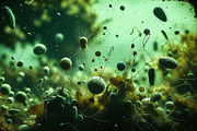 52 Fictional Microscopic Organisms, an Abstract Photo by h.utomo (Thumbnail 4 of 52)