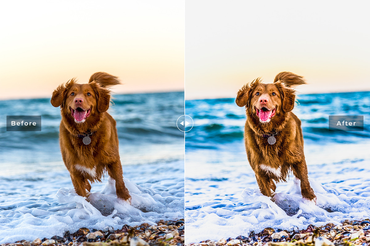 My Dog Lightroom Presets, an Action Add-On by Creativetacos (Photo 3 of 6)