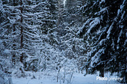 Winter forest landscape, an Illustration by Countryside life (Thumbnail 5 of 7)