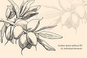 Hand Drawn Nuts set Vector, a Food Illustration by ON_lineart_store (Thumbnail 7 of 11)