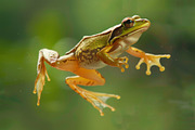 104 Frogs, an Animal Photo by Handmadefont (Thumbnail 9 of 17)