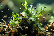 52 Fictional Microscopic Organisms, an Abstract Photo by h.utomo (Thumbnail 16 of 52)