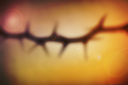 Winter Thorns Blur