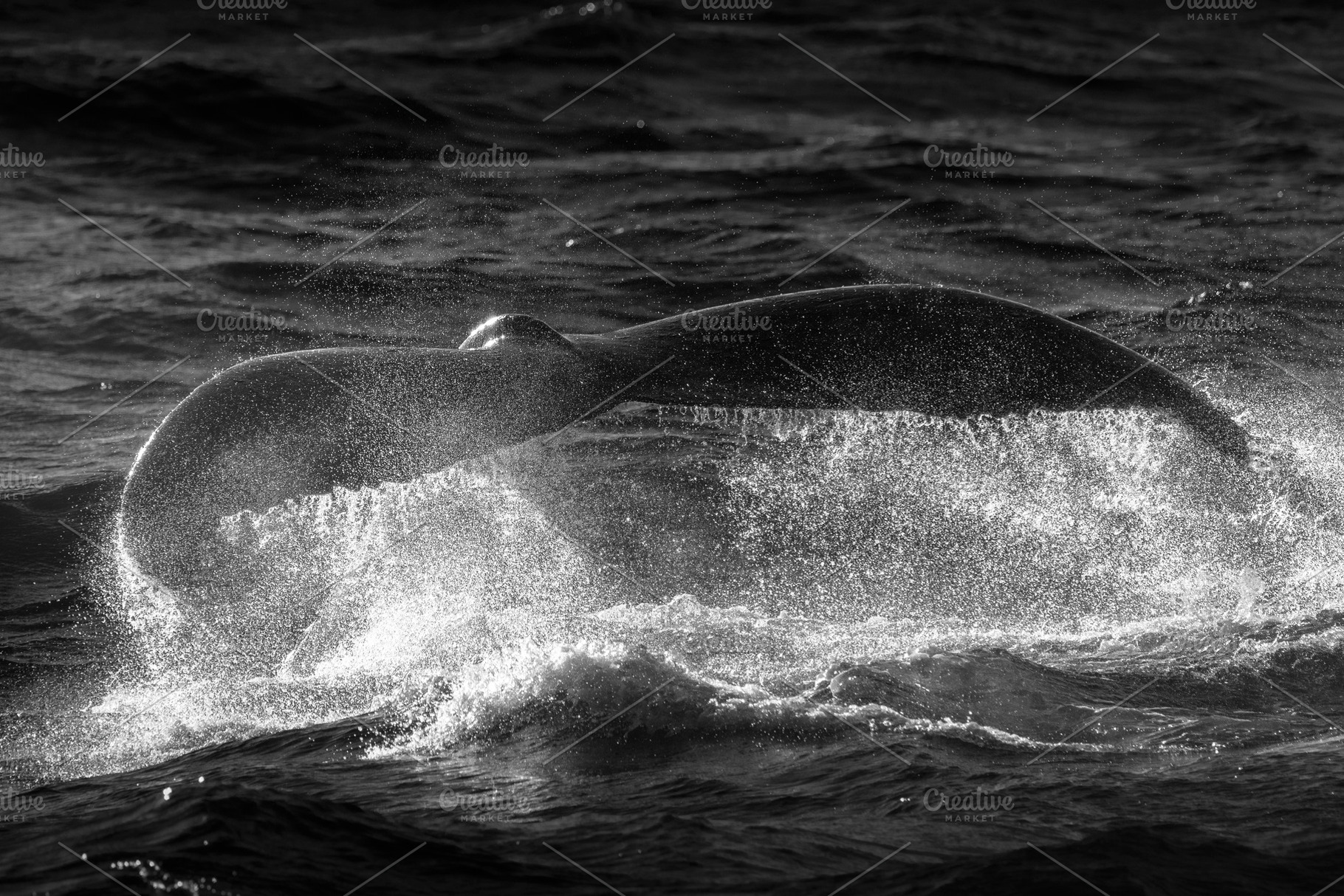 Humpback Whale Tail, an Animal Photo by Rob D Animal Photography