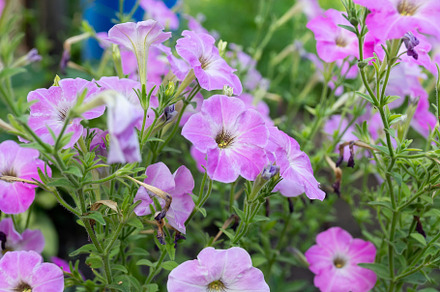 Close up of a flower border with col, a Nature Photo by AlexBush
