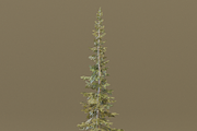 The Sabalpine Fir Tree, a Plants & Tree 3D Model by FuturePastCreatives (Thumbnail 5 of 6)
