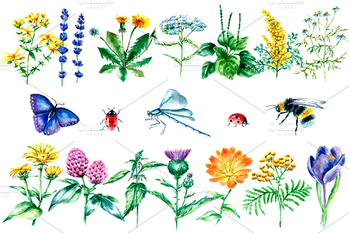 Watercolor medicinal herbs, a Healthcare Illustration by Vikeriya (Photo 2 of 6)