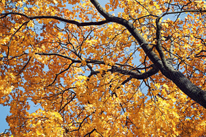 Yellow maple tree in autumn, a Nature Photo by BOOCYS