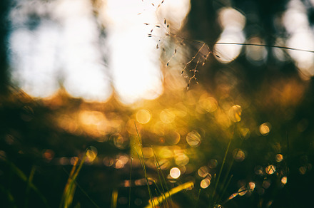 Forest sunset stock photo containing background and nature, a Nature Photo by Olezzo