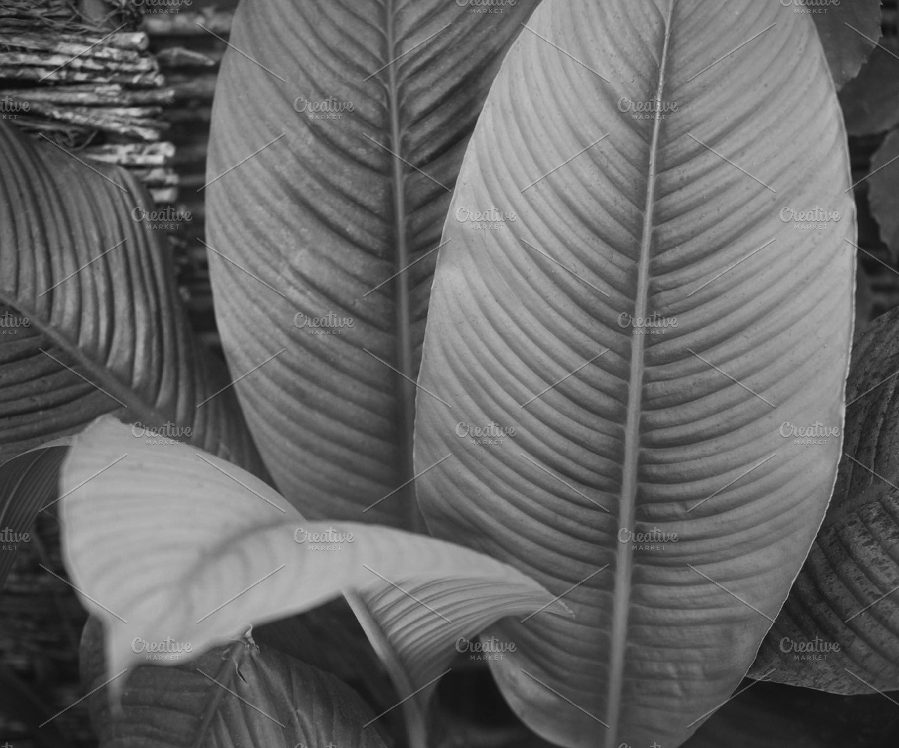 Leaf containing leaf, leave, and plant