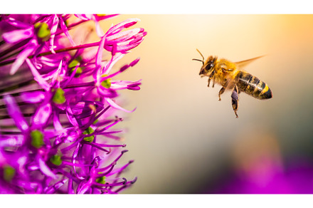 A bee is actively flying towards a