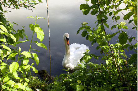 Elegant swan gliding peacefully, an Animal Photo by Irina